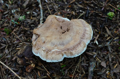 Phellodon violascens