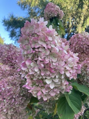 Hydrangea