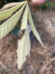 Etorofus obliteratus