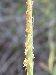 Andropogon ternarius