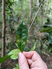 Elaeocarpus eumundii