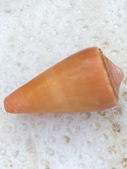 Conus daucus