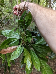 Elaeocarpus eumundii