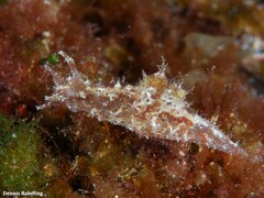 Stylocheilus polyomma