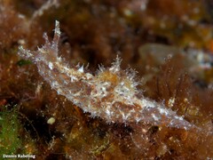 Stylocheilus polyomma