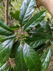 Elaeocarpus eumundii