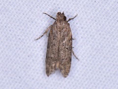 Hypatima