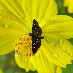 Diathrausta harlequinalis