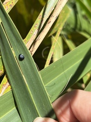Hemisphaerota cyanea