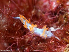 Flabellina dushia