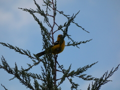 Pheucticus chrysogaster