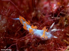 Flabellina dushia