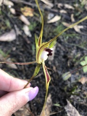 Caladenia tentaculata