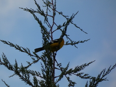 Pheucticus chrysogaster