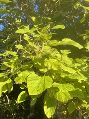 Catalpa bignonioides