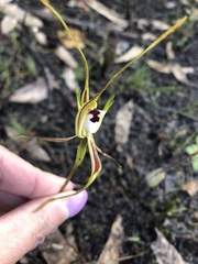 Caladenia tentaculata
