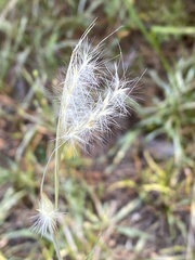 Andropogon ternarius