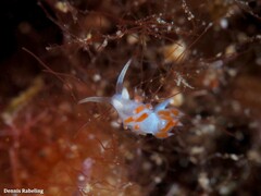 Flabellina dushia