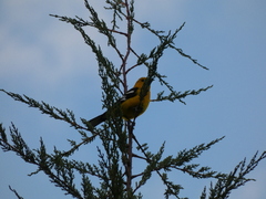 Pheucticus chrysogaster