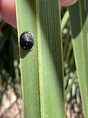 Hemisphaerota cyanea