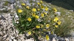 Hieracium amplexicaule