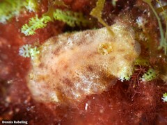 Peltodoris punctifera