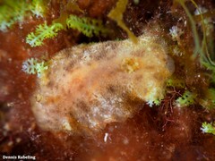 Peltodoris punctifera