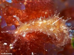 Stylocheilus polyomma