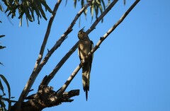 Nymphicus hollandicus