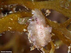 Eurylepta guayota