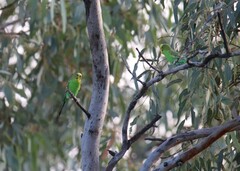 Melopsittacus undulatus