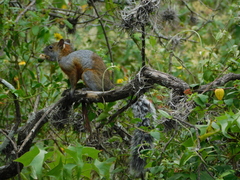 Sciurus aureogaster