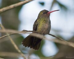 Hylocharis chrysura