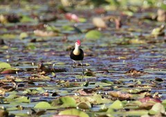 Irediparra gallinacea