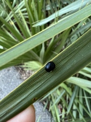 Hemisphaerota cyanea