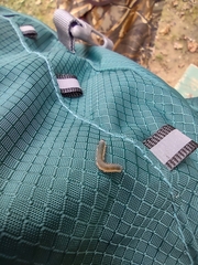 Tenthredinoidea