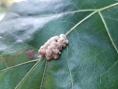 Callirhytis piperoides