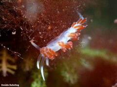 Flabellina dushia