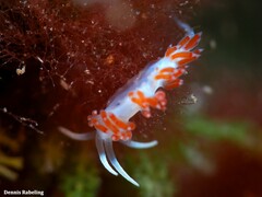 Flabellina dushia
