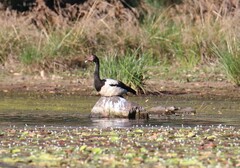 Anseranas semipalmata