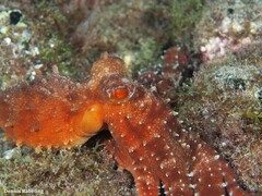 Callistoctopus macropus