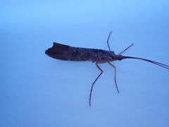 Nemotaulius