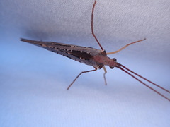 Nemotaulius