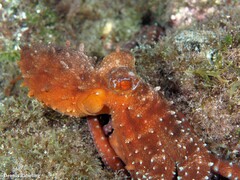 Callistoctopus macropus