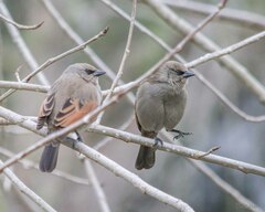 Agelaioides badius
