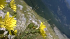 Hieracium amplexicaule