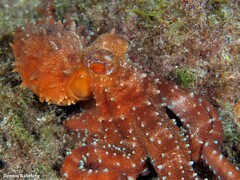 Callistoctopus macropus