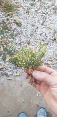 Lepidium ruderale