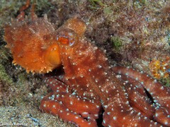 Callistoctopus macropus