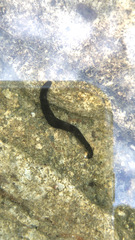 Haemopis sanguisuga